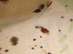 claremont bed bug control