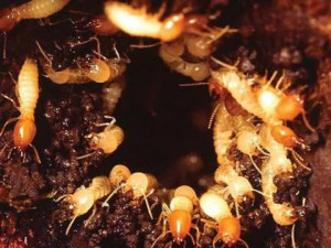 claremont termite control